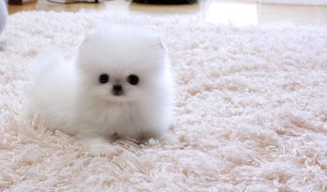 S��e Zwergspitz/Pomeranian welpen suchen