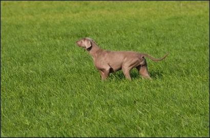Weimaraner Welpen zu verkaufen