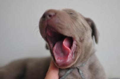 Weimaraner Welpen zu verkaufen