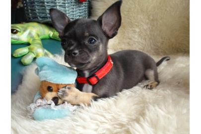 !!!! CHIHUAHUA  Welpe 7 Wochen alt mit