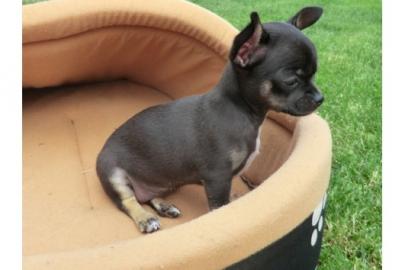 !!!! CHIHUAHUA  Welpe 7 Wochen alt mit