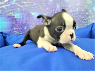 Boston Terrier Welpen FCI