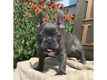 Franz�sische Bulldogge R�de Red /Fawn!