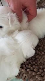 s??e Malteserwelpen zur Adoption. 