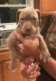Diese entz�ckenden Tri Pit Bull Welpen