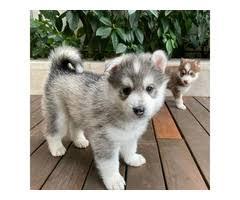 m?nnliche und weibliche pomsky Welpen