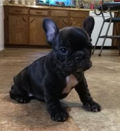 lEnglische Buldogge welpen