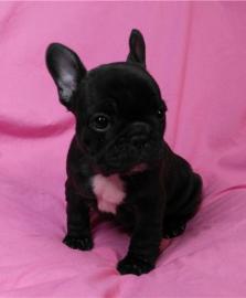 lEnglische Buldogge welpen