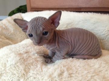 Sphynx-K�tzchen