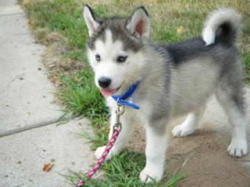 Siberien Husky Whatsapp +4915214389093