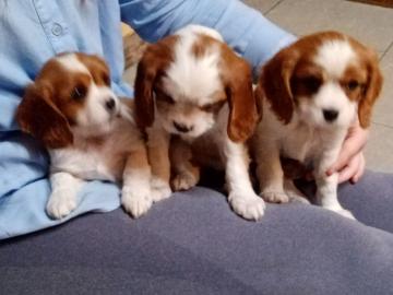 Cavalier King Charles Welpen zu verkaufe