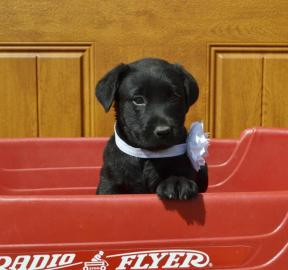 LABRADOR RETRIEVER SCHWARZ UND BLOND
