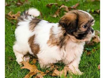 Liebevolles Shih Tzu Welpen mit Papieren