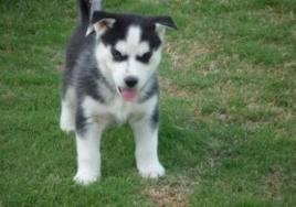 Reinrassige Siberian Husky Welpen mit Pa