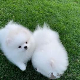 Zwergspitz-Pomeranian Welpen