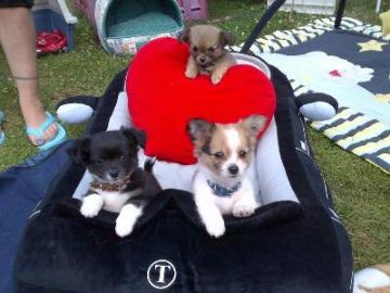 Chihuahuawelpen