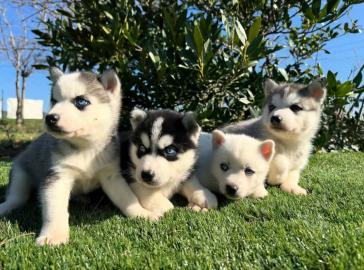 Reinrassige Siberian Husky Welpen
