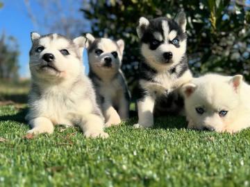 Reinrassige Siberian Husky Welpen