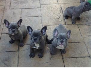 Franz�sisch Bulldogge Welpen. 