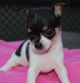 S�sse CHIHUAHUA-Welpen mit VDH/FCI Pap. 