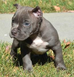 Pit-Bull-Terrier-Welpen m�nnlich und wei