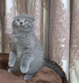 Scottish Fold-K?tzchen