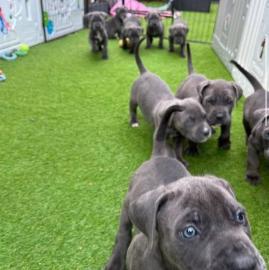 American Staffordshire Pitbull welpenAme