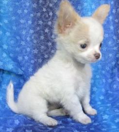 Super klein Chihuahua-Welpen mit� VDH /