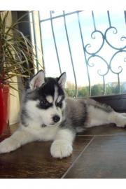 Wundersch�ne siberian Husky Welpen