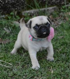 Beautiful Puy puppies