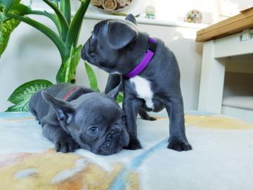 Sch?ne franz?sische Bulldogge Welpen