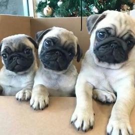 Wundersch?ne Mini Mops Welpen 1 M?dchen