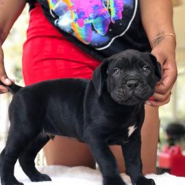 Kr?ftige Cane Corso Welpe mit Papiere