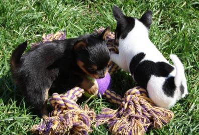 Se Mini Chihuahua Welpen mit FCI Papie