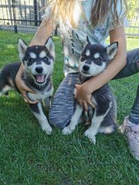 Sch?ne SIBERIAN HUSKY welpen