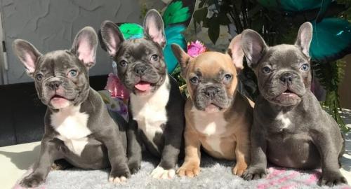Reinrassige Franz�sische Bulldogge Welpe