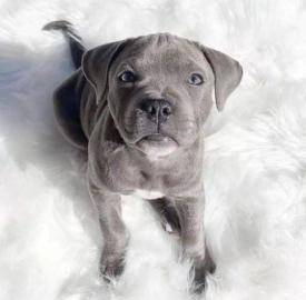 pitbull * Welpen * mit Ahnentafel aus li