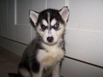 Siberian Husky Welpen suchen ihr neues Z