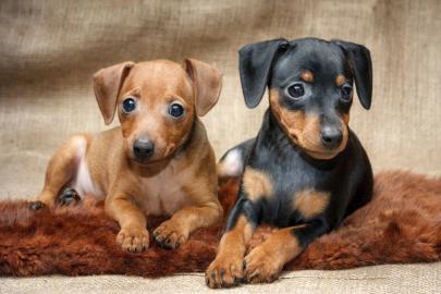Wundersch?ne zwergpinscher Welpen