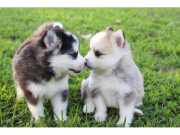 Pomsky Welpen mit Papieren whatsapp Num