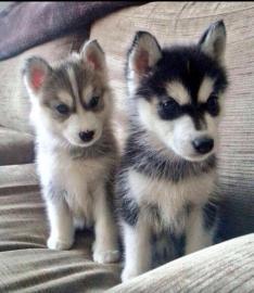 Pomsky Welpen mit Papieren whatsapp Num