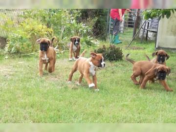 Boxerwelpen aus Championverpaarung