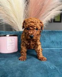 Shih-Tzu-Welpen zur Vermittlung. 