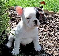 Reinrassige franz?sisch Bulldogge Welpen