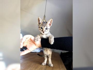 Savannah Kitten F6 SBT