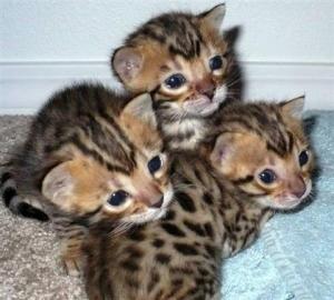 . . :: Ben--gal Kitten in wundersch�nen *