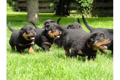 Wir haben pr�chtige, helle Rottweiler We