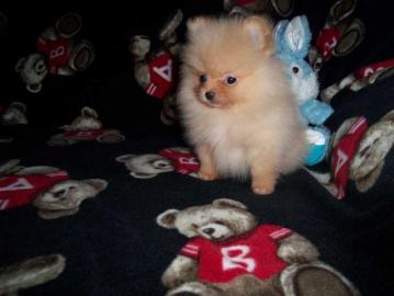 Entz�ckende Pomeranian Welpen zu verkauf