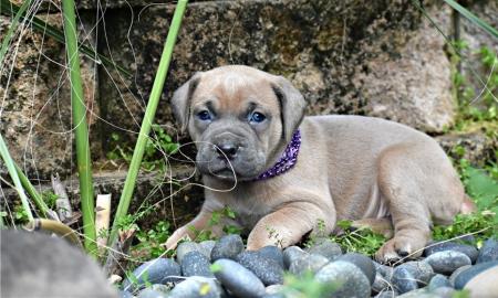 Sch?ne Cane Corso