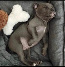 S??e Pitbull Welpen